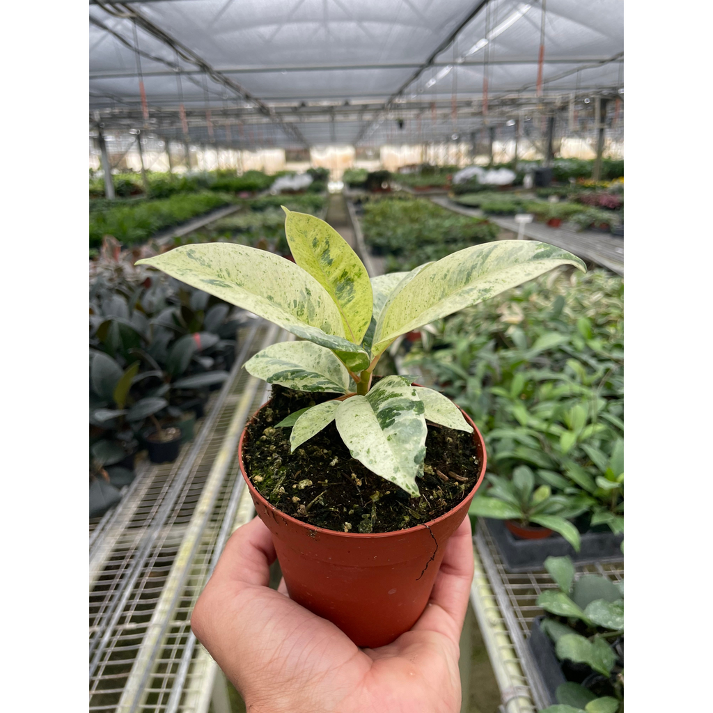 shivereana moonshine rubber tree Ficus 'shivereana' (Moonshine)