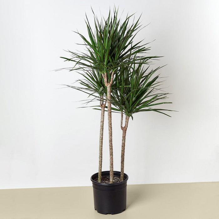 dracaena cane marginata Dracaena 'Marginata Cane'