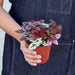 Hypoestes 'Polka Dot' - House Plant Shop