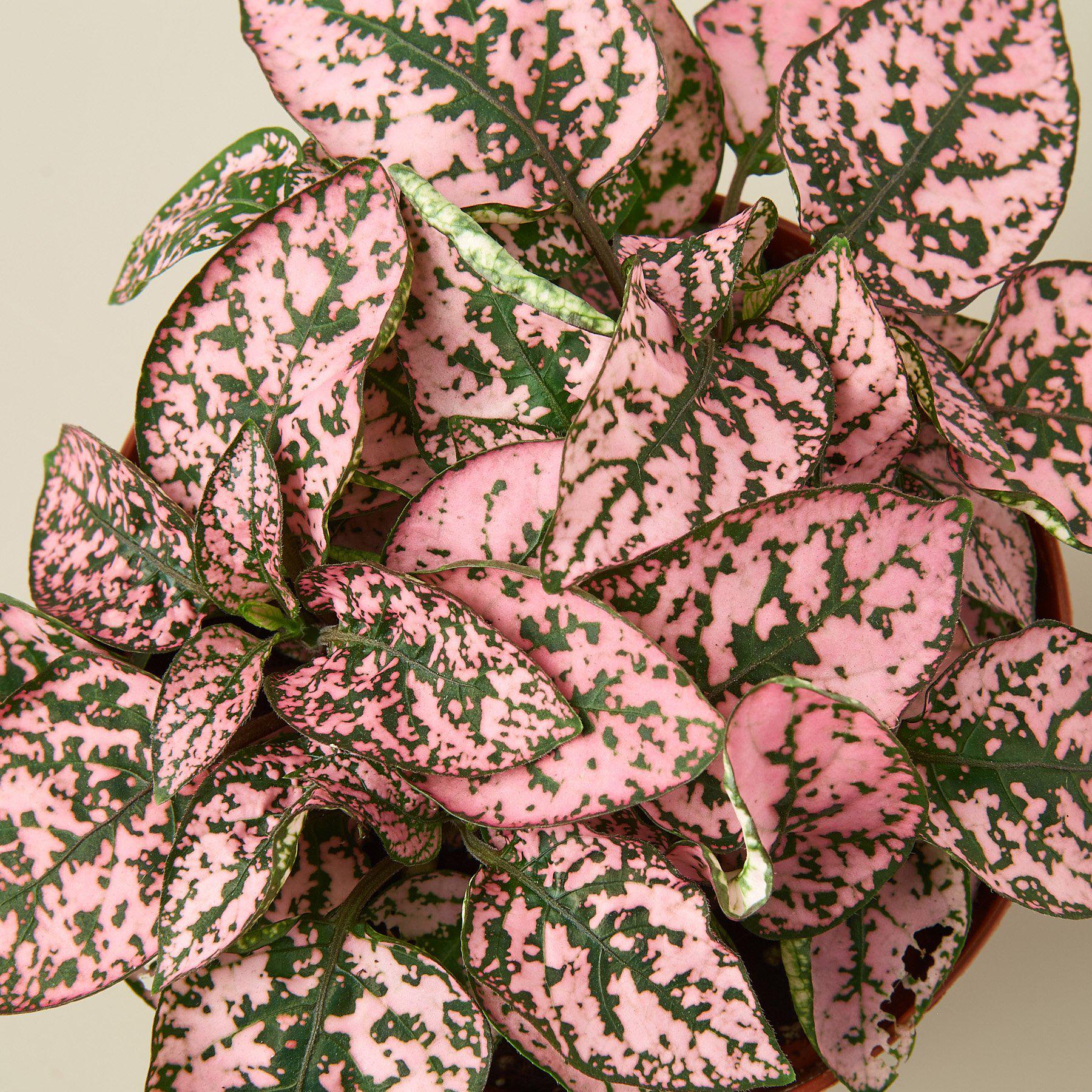 Hypoestes 'Polka Dot' - House Plant Shop