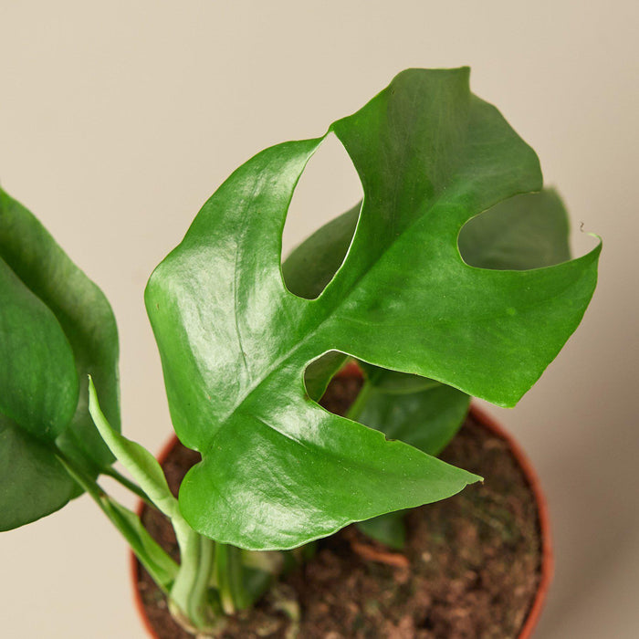 mini monstera philodendron Philodendron Mini Monstera Minima