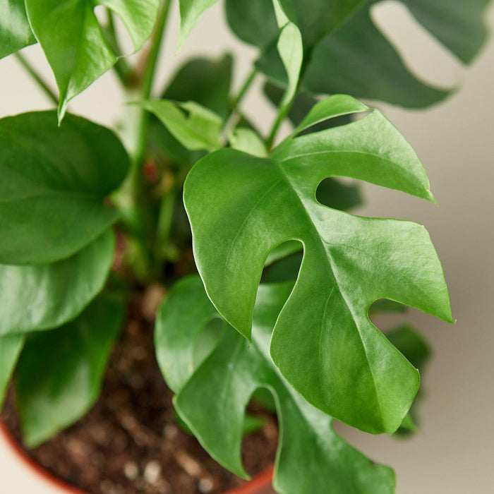 philodendron minima vs monstera minima Philodendron Mini Monstera Minima