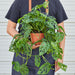 Monstera Adansonii 'Swiss Cheese' - House Plant Shop