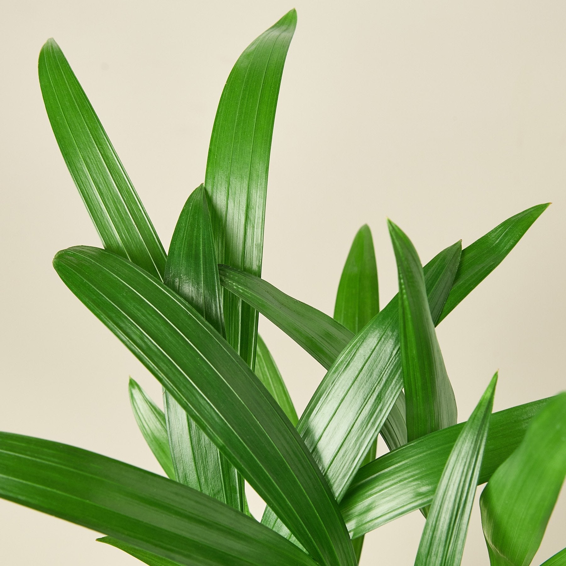 Areca Palm - House Plant Shop