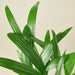 Areca Palm - House Plant Shop