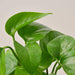 Pothos 'Green Queen' - House Plant Shop