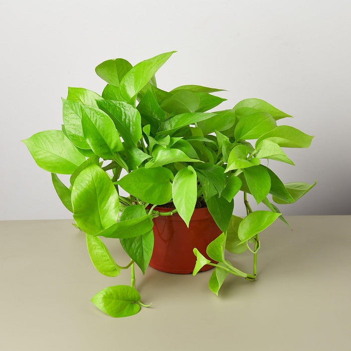 neon money plant Pothos 'Neon' | Indoor Plant | Tropical Plant | Potted Plant