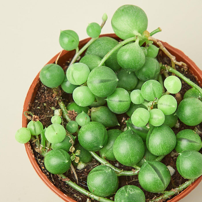 succulent plant with little green balls Succulent 'String of Pearls'