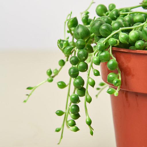 succulents string of pearls Succulent 'String of Pearls'