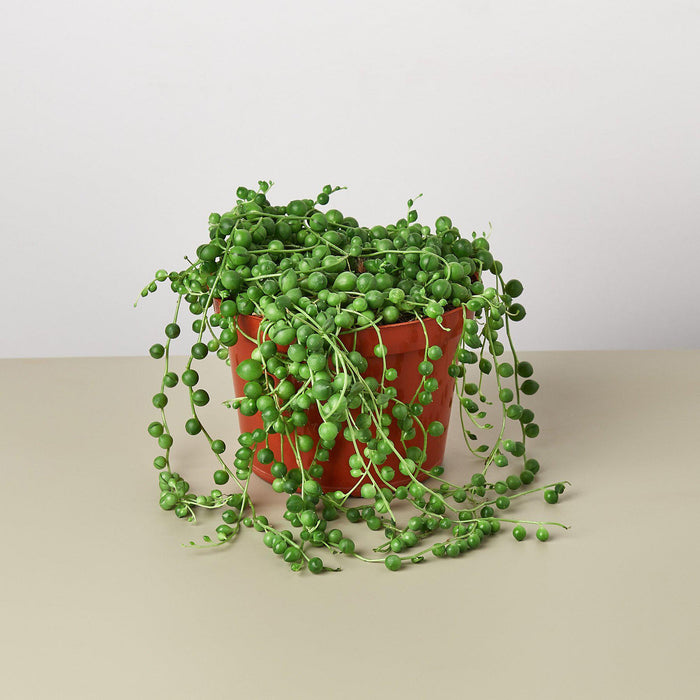 string of pearls house plants Succulent 'String of Pearls'