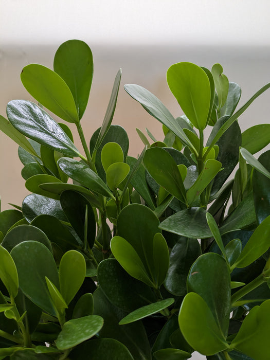 clusia indoor plant Clusia 'Princess' (Autograph Plant)
