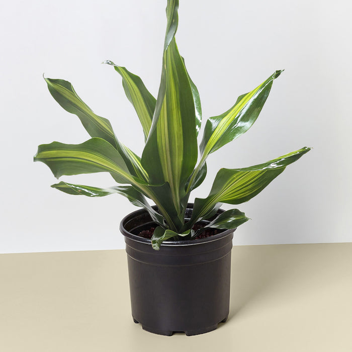 Dracaena Golden Heart