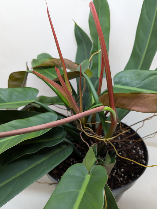 bicolor philodendron Maranta 'Silver Band'