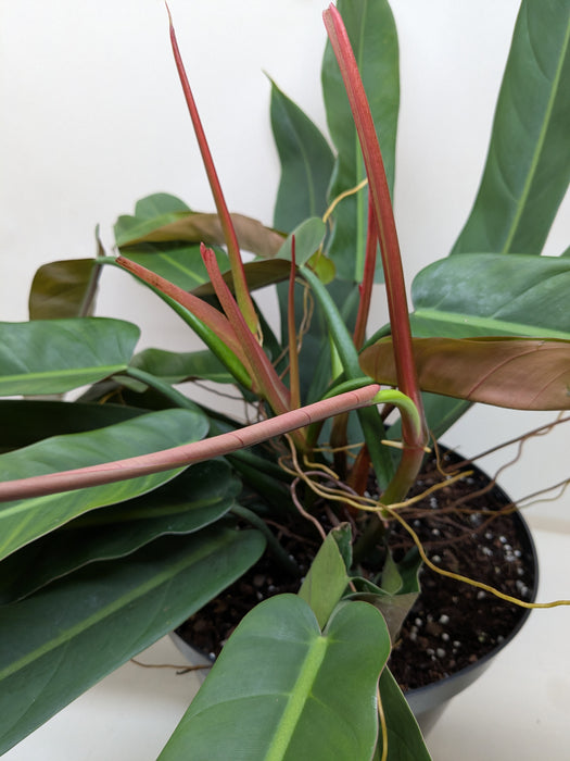 Philodendron Bicolor
