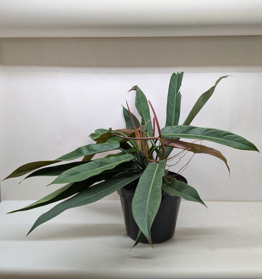 bicolor philodendron Maranta 'Silver Band'