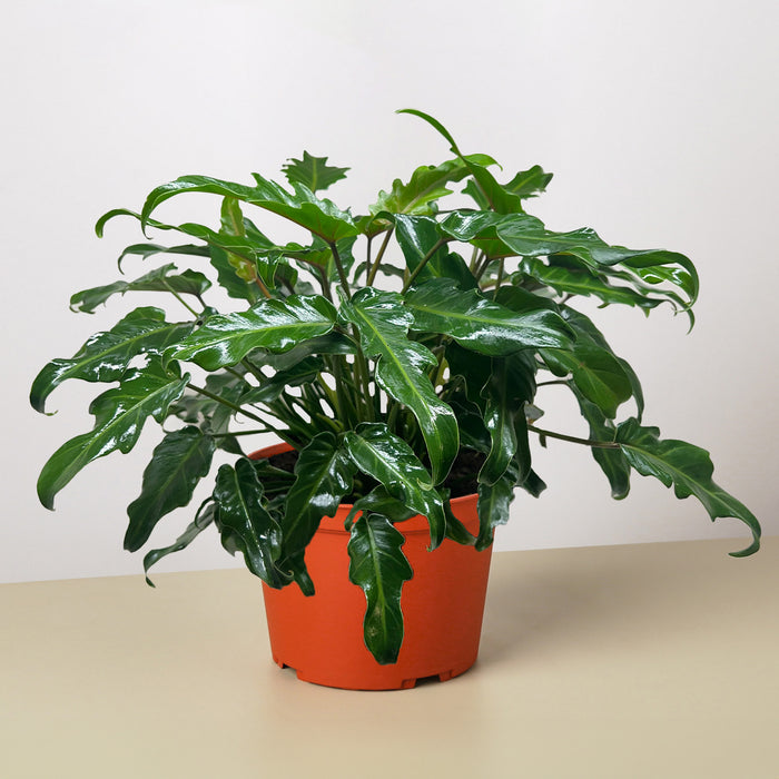 Philodendron Xanadu