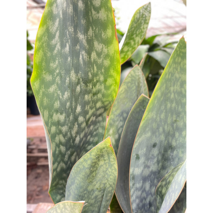 congo snake plant Snake Plant 'Mason Congo' - 10" Pot