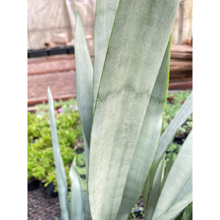 10 snake plant sansevieria trifasciata Snake Plant 'Metallica'