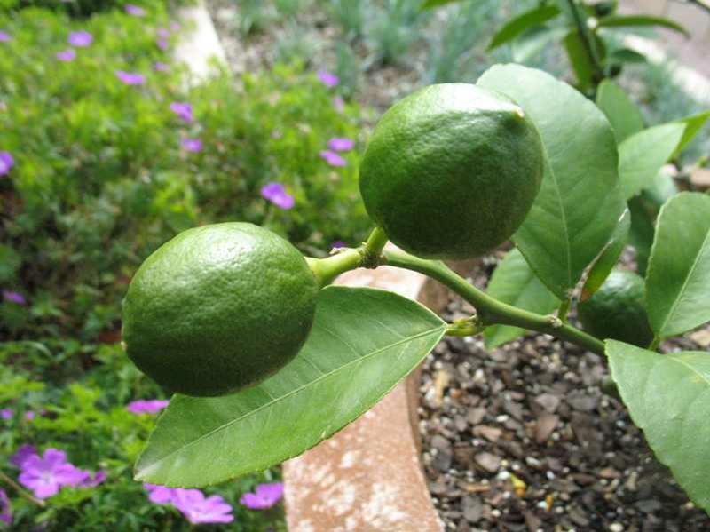 Meyer Lemon Tree