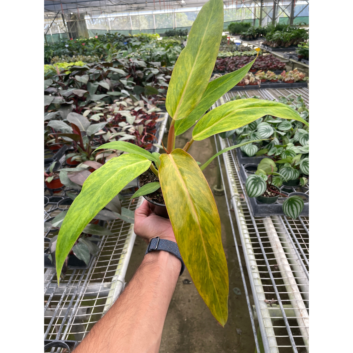 Philodendron 'Orange Marmalade' | Indoor Plant | Tropical Plant | Potted  Plant