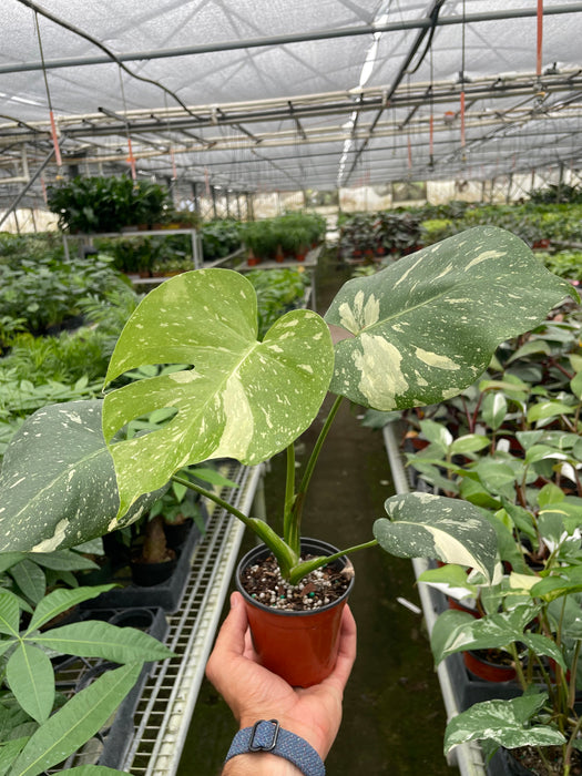 Monstera Thai Constellation with creamy variegated leaves