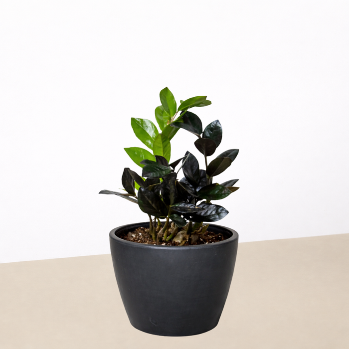 buy zz plant raven ZZ Zamioculcas 'Black Queen'