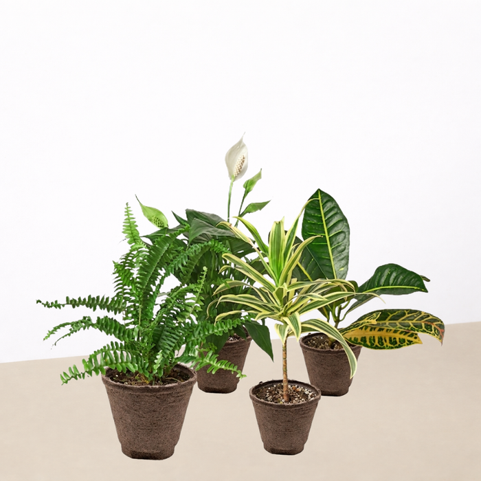 plants for air purifying Air Purifying Variety Bundle