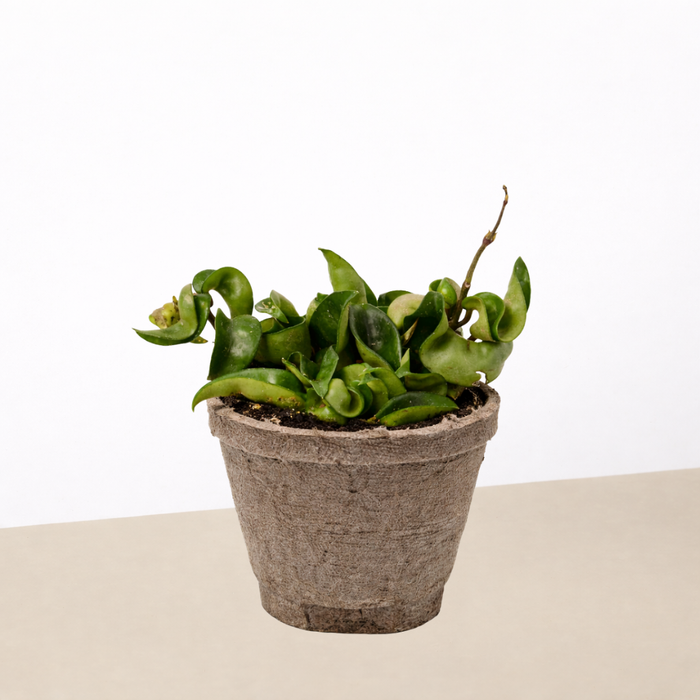hoya money plant Hoya Rope Plant