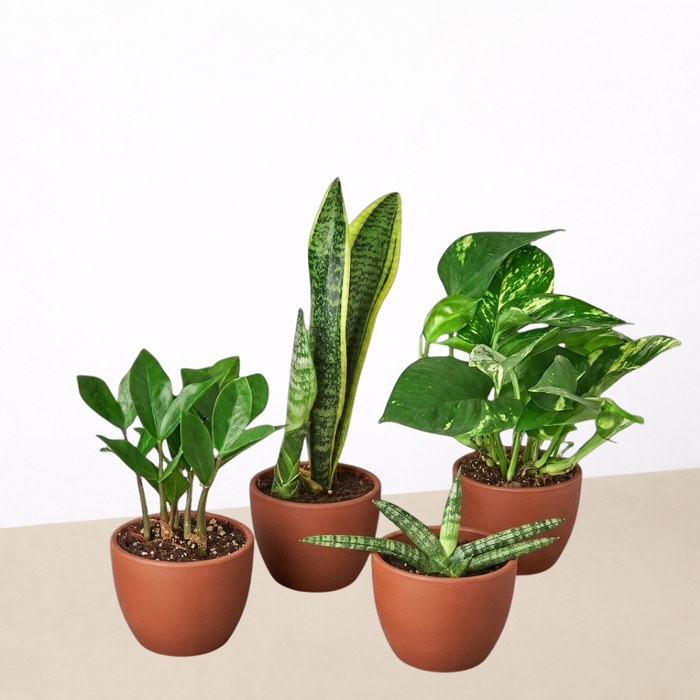 best indoor plant company Easy Care Variety Bundle