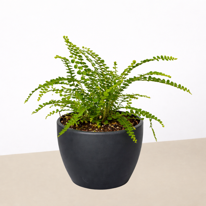 small fern plant indoor Lemon Button Fern | Indoor Plant | Tropical Plant | Potted Plant