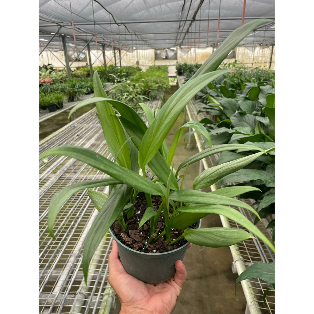most expensive pothos plant Pothos 'Silver Streak'