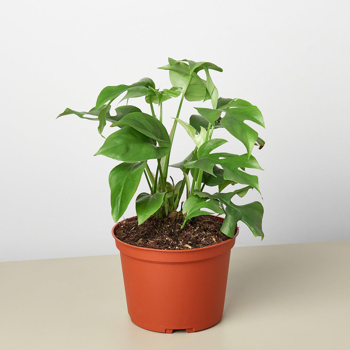 philodendron monstera pet friendly Philodendron Mini Monstera Minima