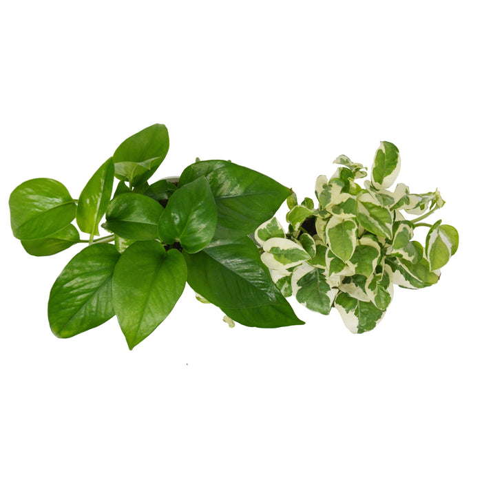 2 Pothos Variety Pack / 4" Pot / Live Plant / Home and Garden Plants - House Plant Shop