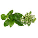 2 Pothos Variety Pack / 4" Pot / Live Plant / Home and Garden Plants - House Plant Shop