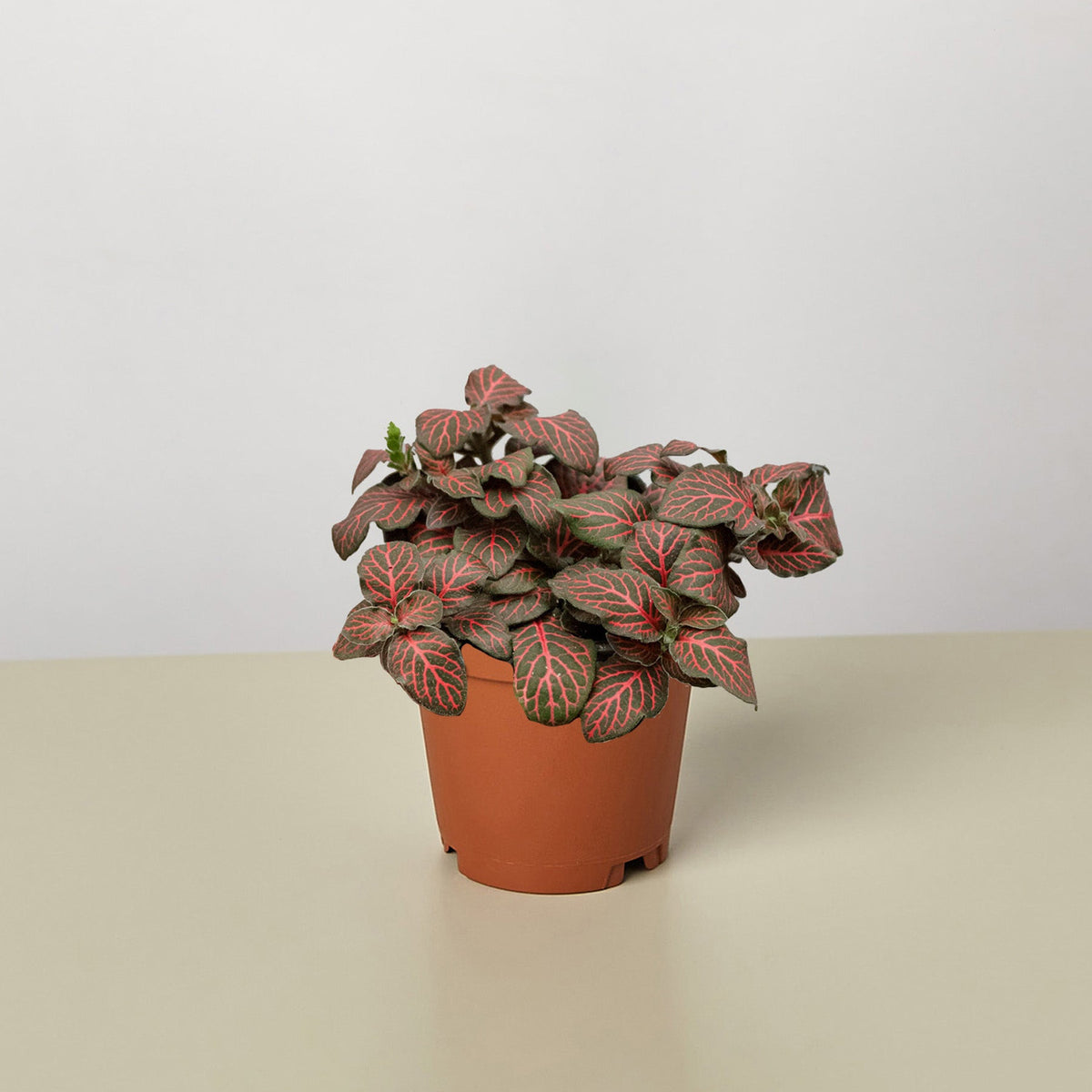 2666c7a1-e74d-47db-865d- 2666c7a1-e74d-47db-865d-