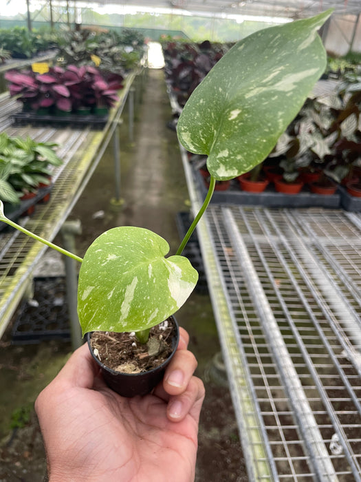 thai constellation monstera plant Monstera 'Thai Constellation' | Indoor Plant | Tropical Plant | Potted Plant