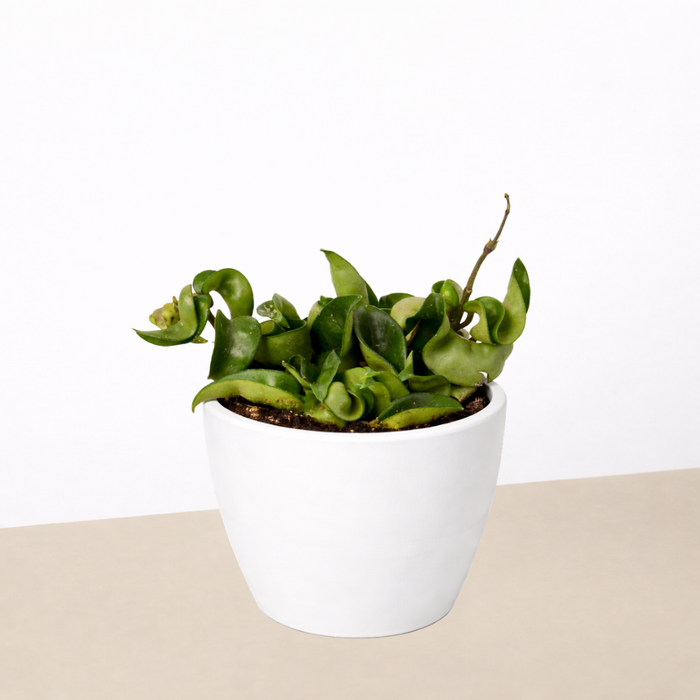 rope pot plant Hoya Rope Plant