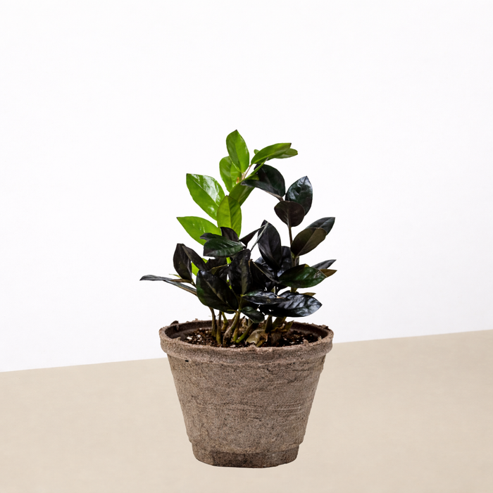 black zz plant for sale philippines ZZ Zamioculcas 'Black Queen'