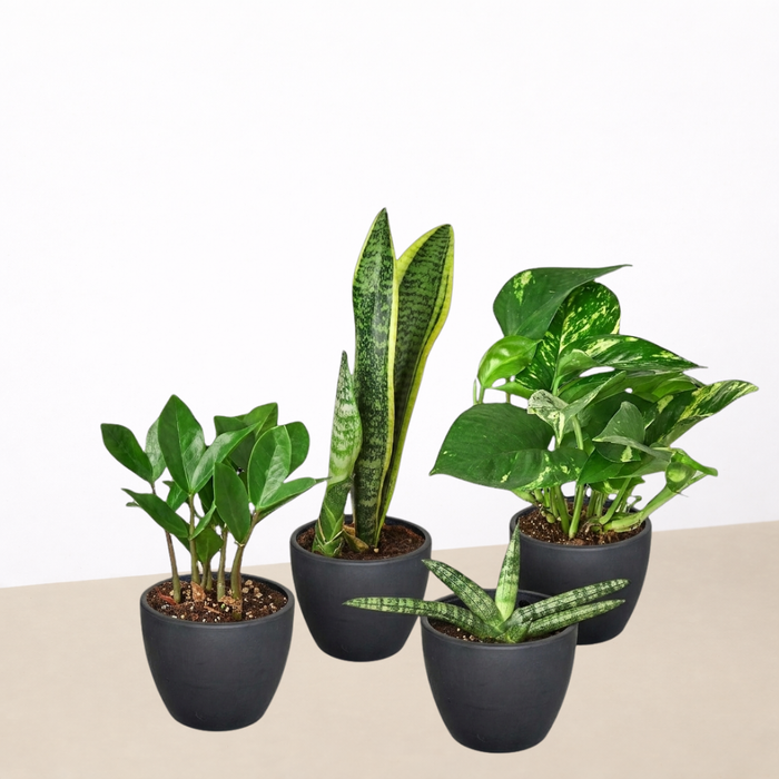 easy care plants for pots Easy Care Variety Bundle
