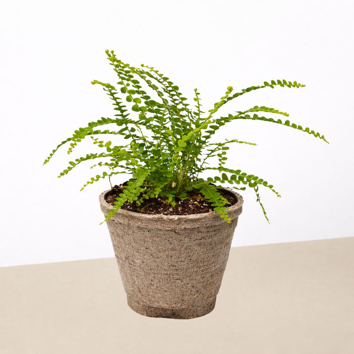 button palm plant Lemon Button Fern
