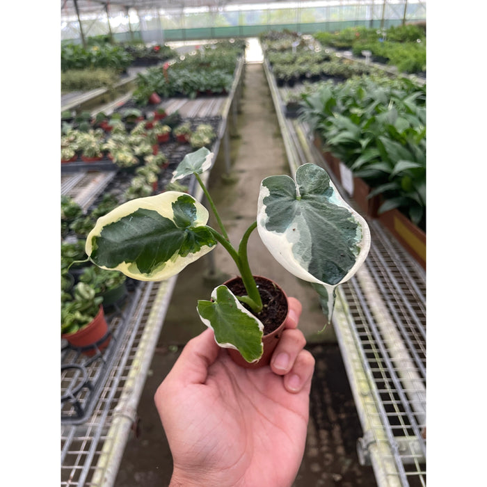 mickey mouse plant indoor Alocasia 'Mickey Mouse' (Xanthosoma sagittifolium 'Variegatum Monstrosum') | Indoor Plant | Tropical Plant | Potted Plant