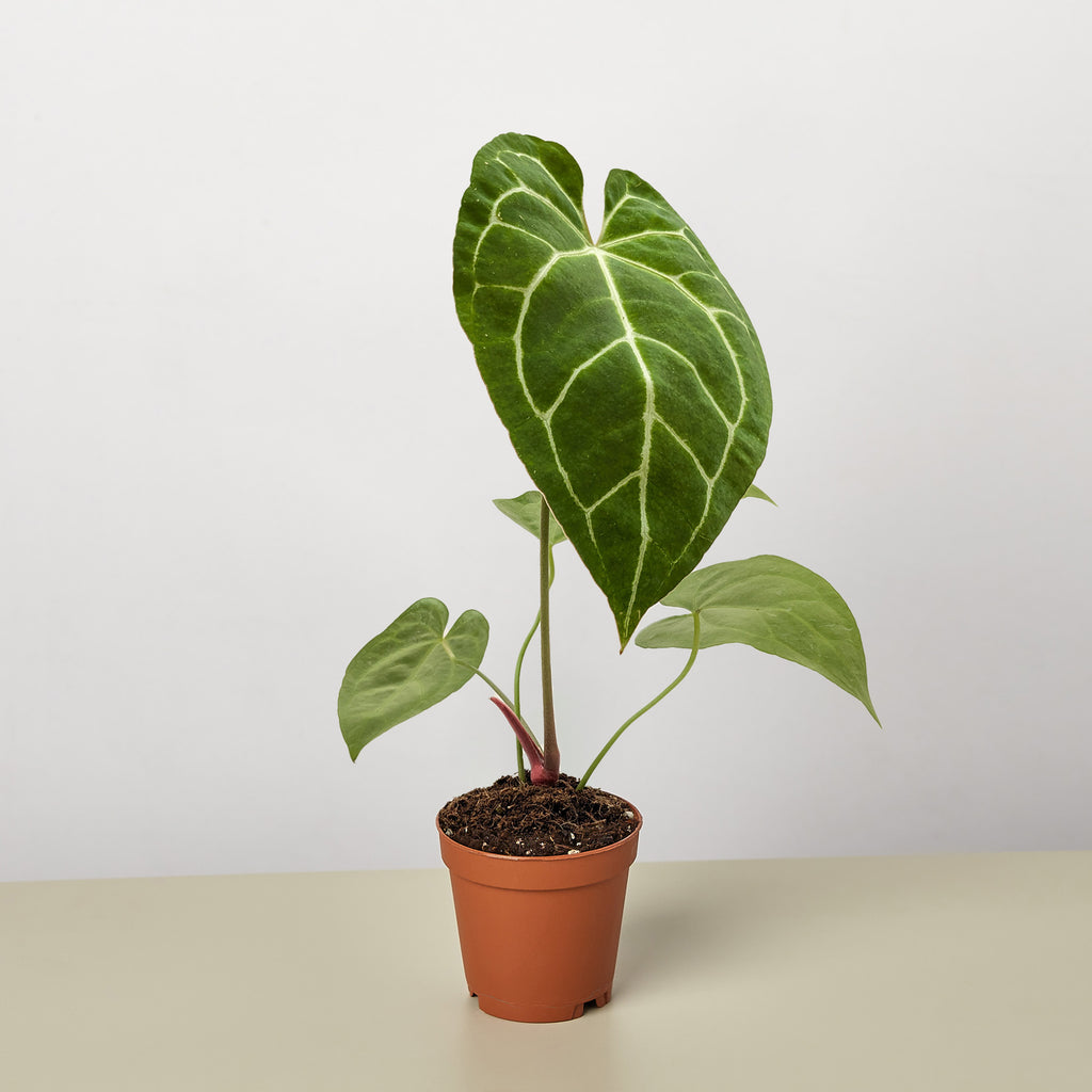 anthurium cl Anthurium Crystallinum