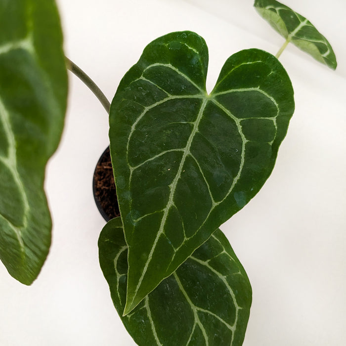 anthurium crypto price Anthurium Crystallinum