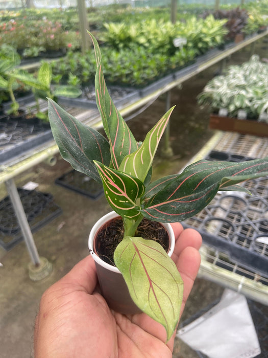 aglaonema pink veins Chinese Evergreen 'Red Vein'