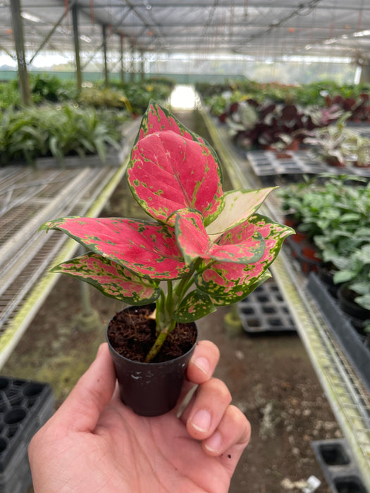 aglaonema pink valentine flower Chinese Evergreen 'Lady Valentine' | Indoor Plant | Tropical Plant | Potted Plant