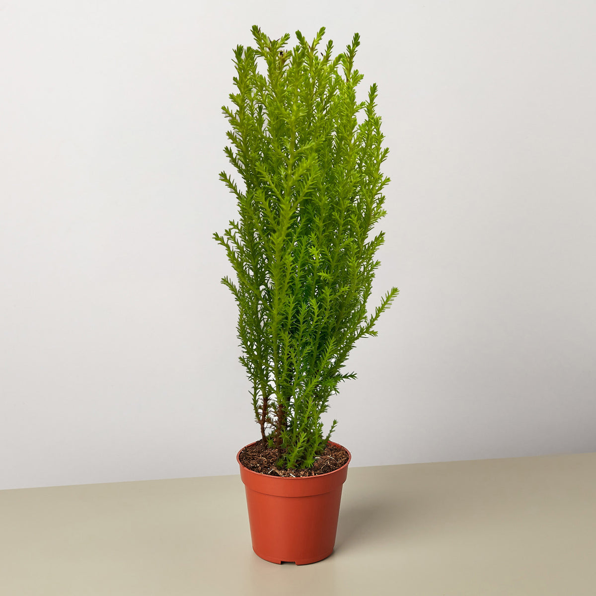 cypress house plant Cypress Lemon