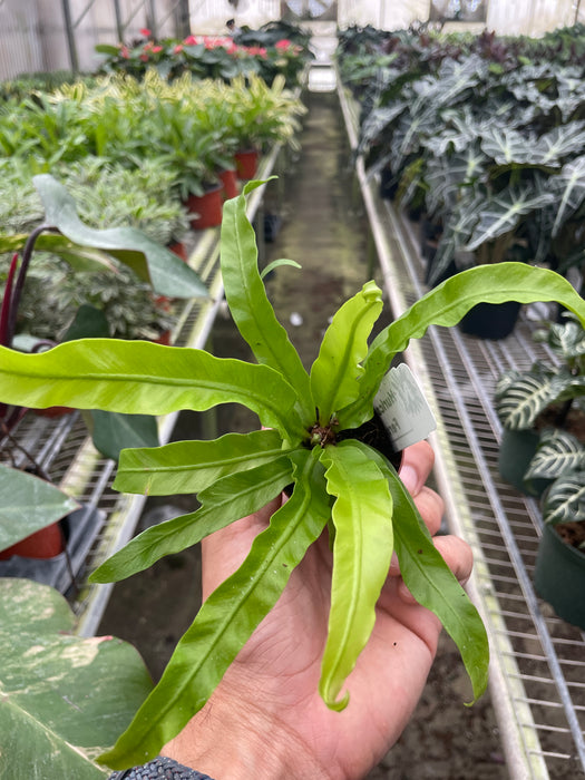 birds nest fern cost Fern 'Bird's Nest Hurricane' | Indoor Plant | Tropical Plant | Potted Plant