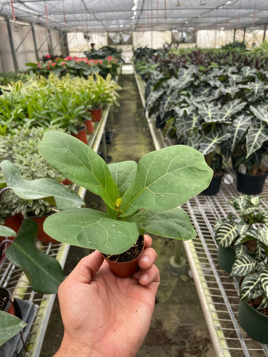 fiddle leaf fig tropical plant Ficus Lyrata 'Fiddle Leaf Fig' | Indoor Plant | Tropical Plant | Potted Plant
