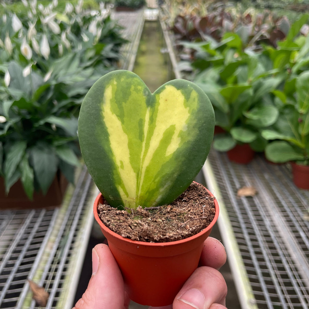 hoya heart succulent plant Hoya Heart Flame