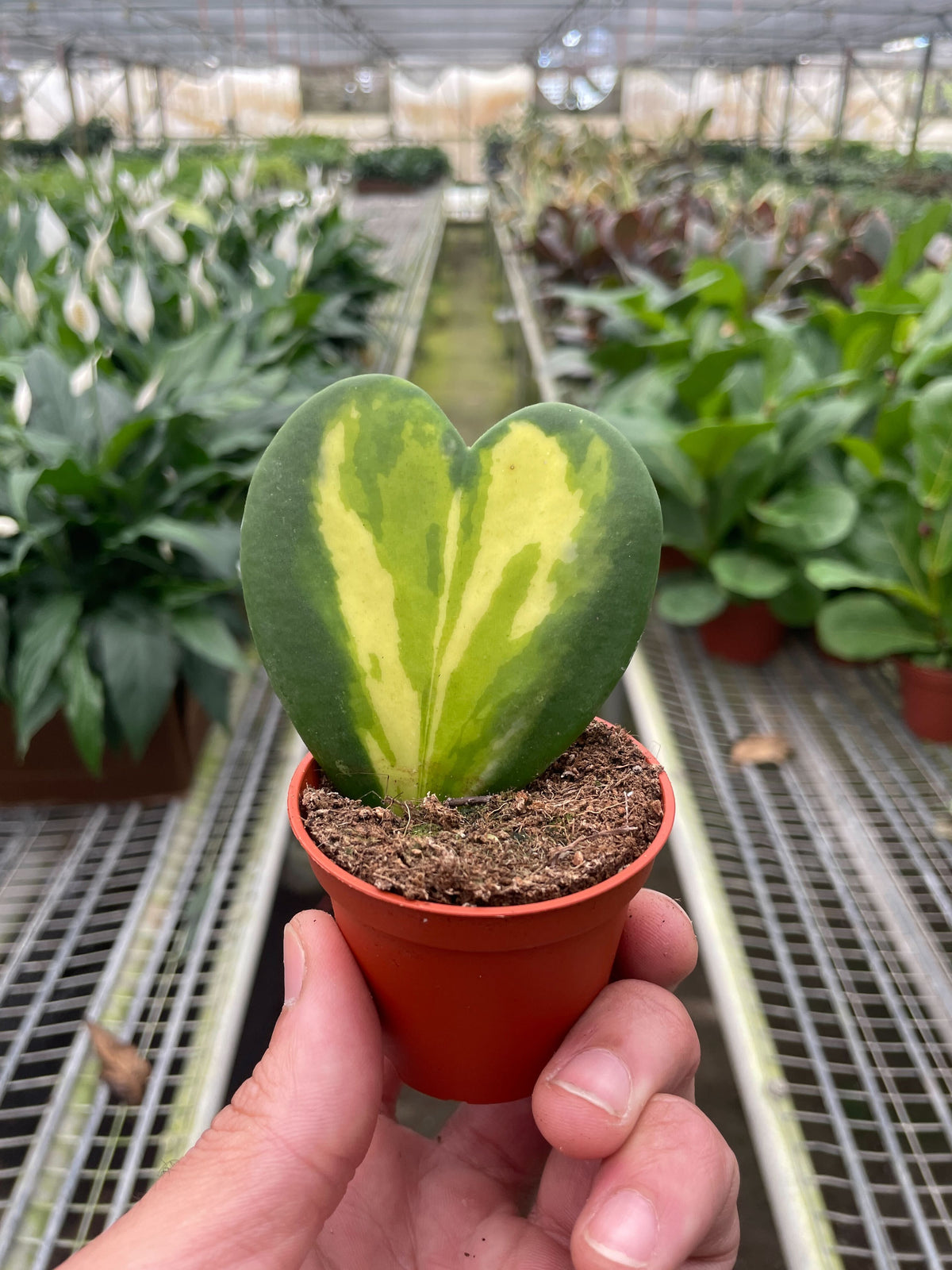 hoya heart succulent Hoya Heart Flame